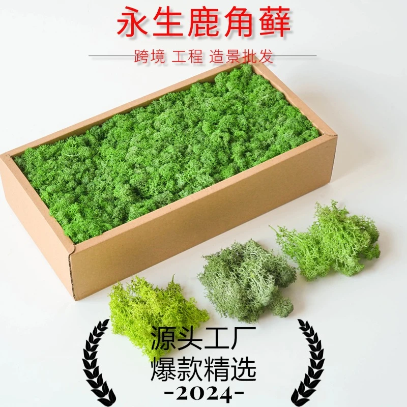 【花落谁家】驯鹿藓diyA级永生花干花批发盒装植物墙鹿蕊藓家居装饰