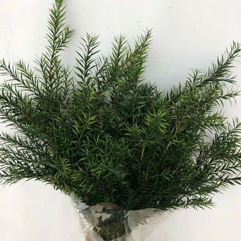 【花落谁家】千层金云南永生花批发居家节庆装饰材料情人节礼品花材