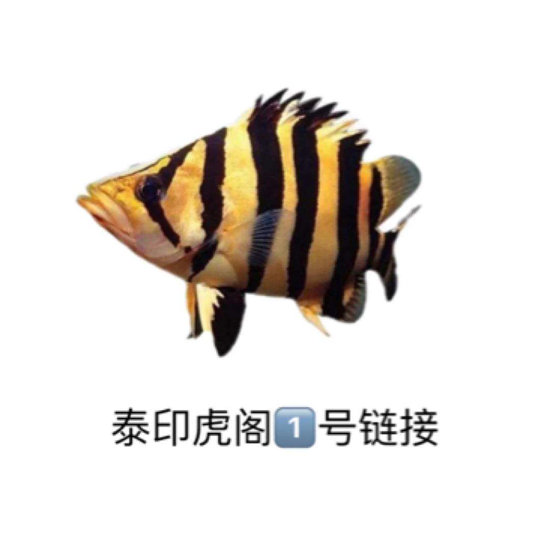 （虎鱼直播间专拍全额运费）虎鱼活体热带观赏鱼