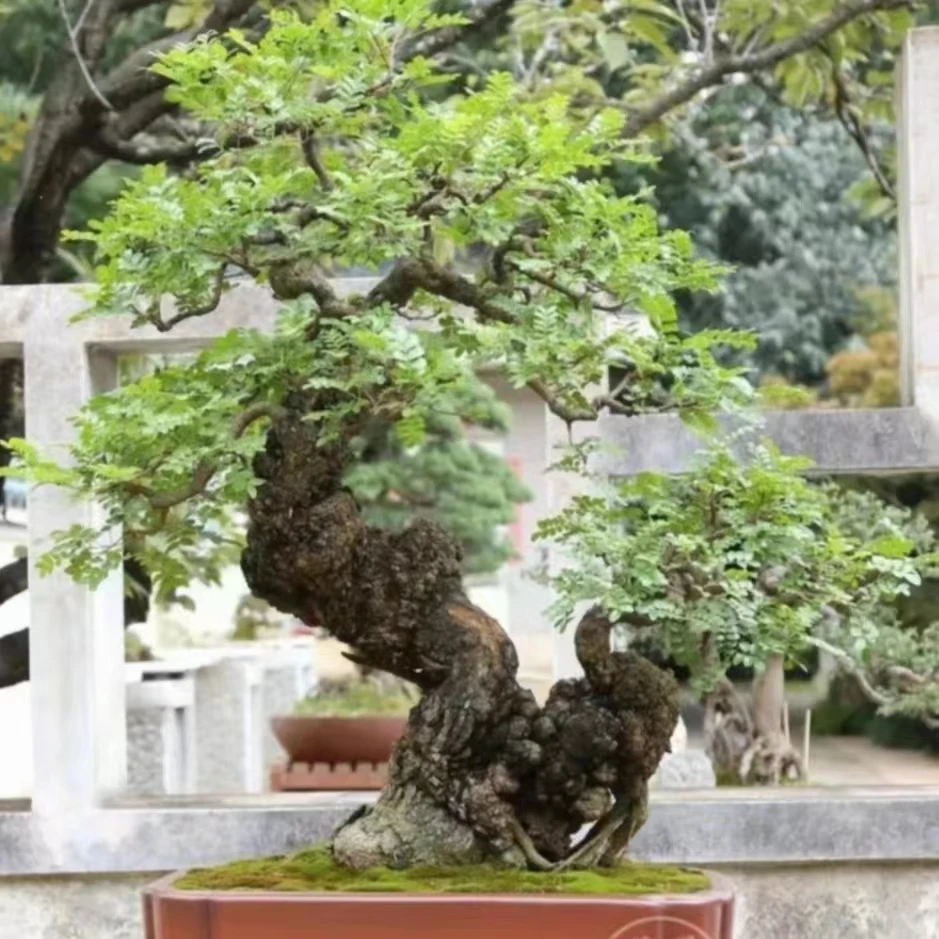云南红芽清香木（又名香叶树，紫柚木）；一年四季常青不落叶