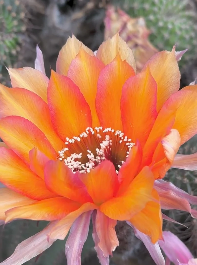 仙人球彩草金莎无根侧芽（满20包邮）