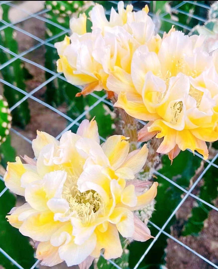 开花仙人球依然无根侧芽（满20包邮）