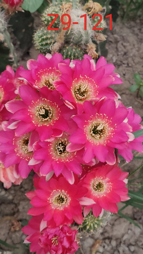 开花仙人球丽花Z9-121无根侧芽