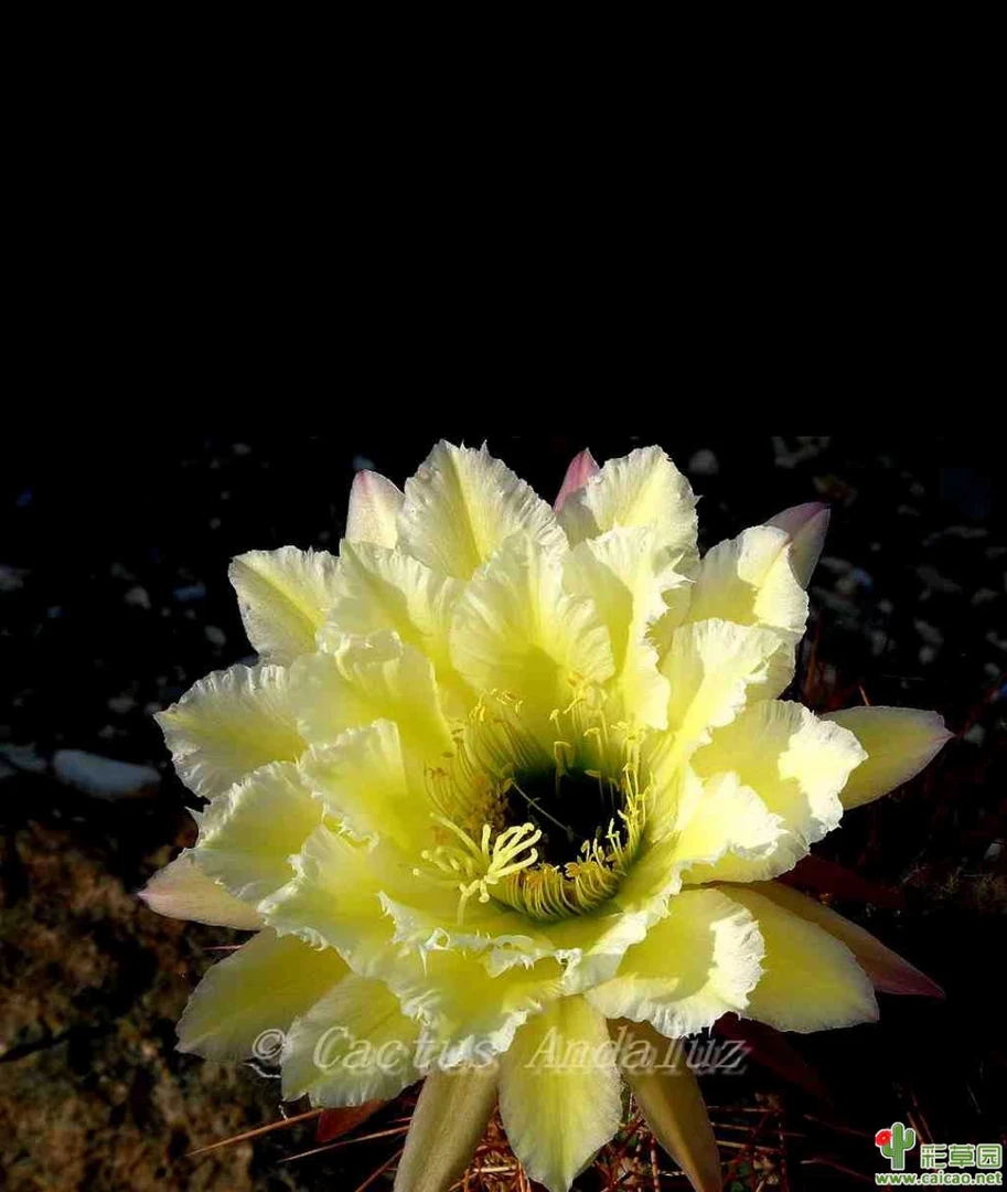 毛花柱杜兰戈无根侧芽（满20包邮）