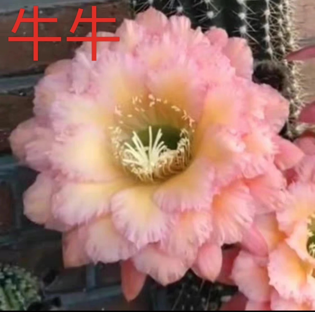 开花仙人球毛花柱牛牛无根侧芽