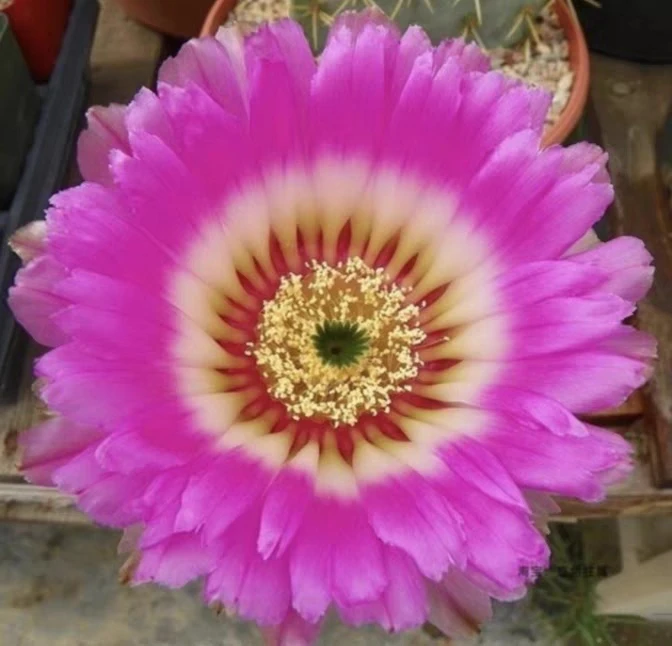 仙人球复色丽光虾无根侧芽