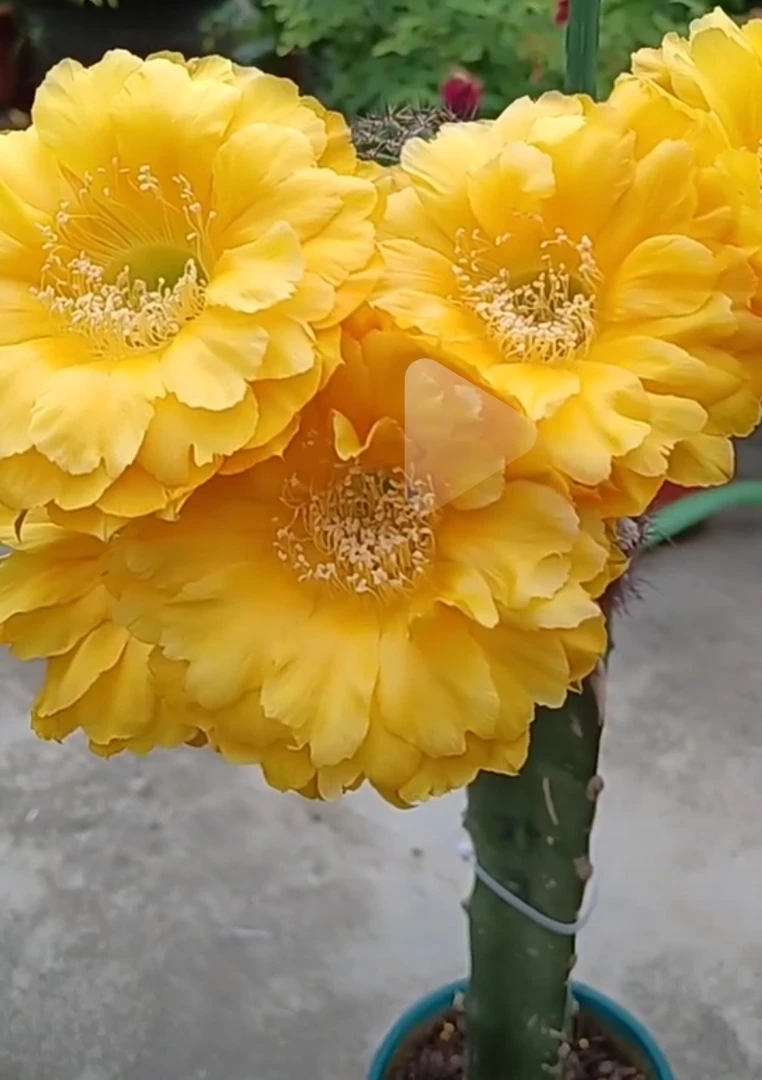 彩草欢乐无根侧芽4公分左右