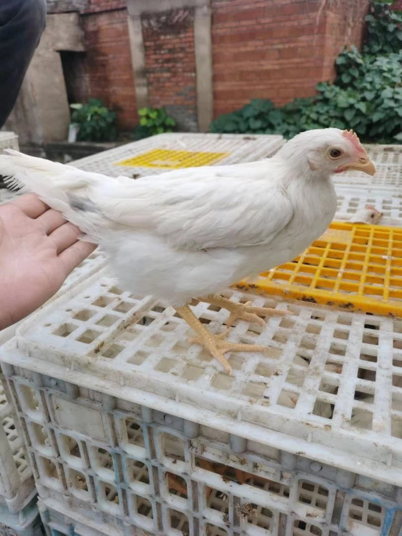 海澜灰土鸡蛋鸡快递发货850克左右