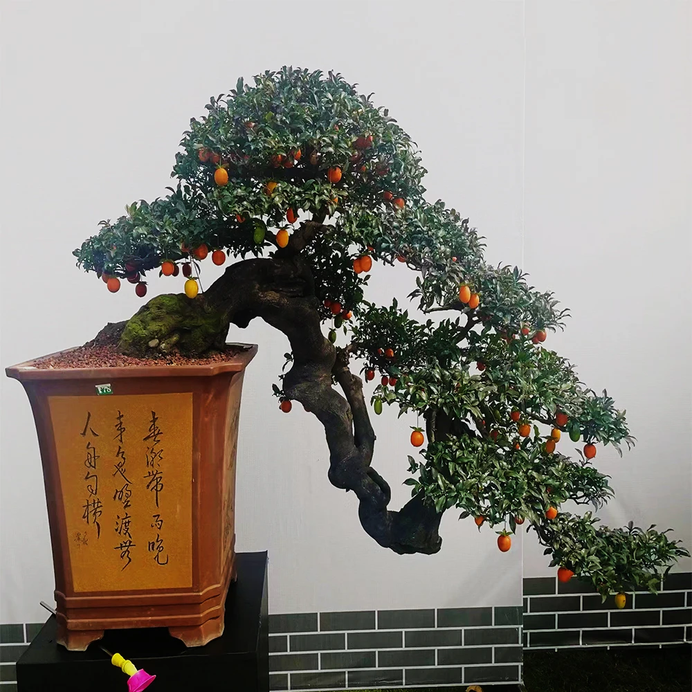 金弹子瓶兰花，生桩，老桩，熟桩，四季长青，开花结果.直播竞拍