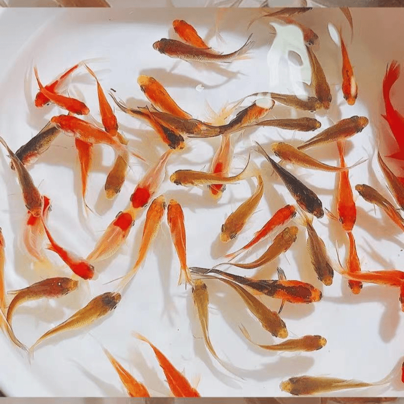 【100条1-3厘米会变色草金鱼】多彩火焰红金鱼渔场直发冷水鱼观赏鱼