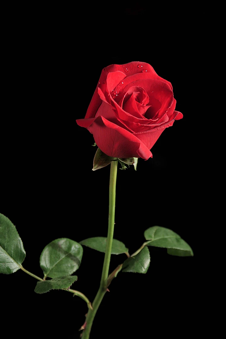 十位数到手2支玫瑰花