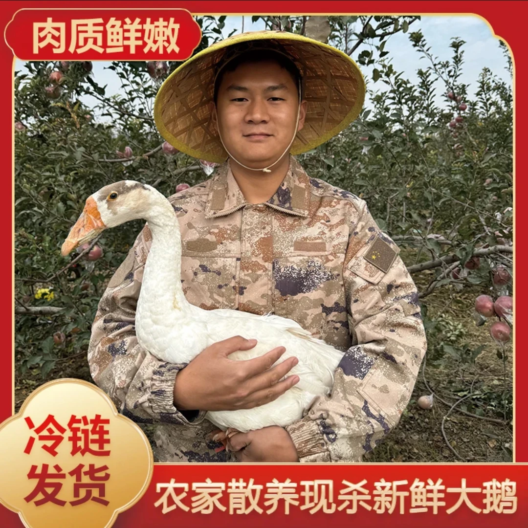 【阿伟家】[买1送1]两只净重9斤左右散养大白鹅青年鹅带心肝发货