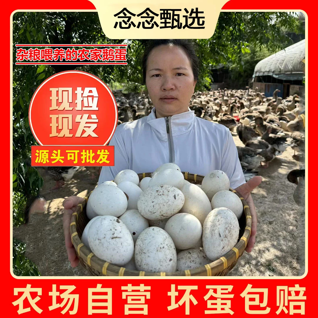 【老七家】顺丰 保真 新鲜散养鹅蛋单黄蛋12枚 现捡现发坏损包赔