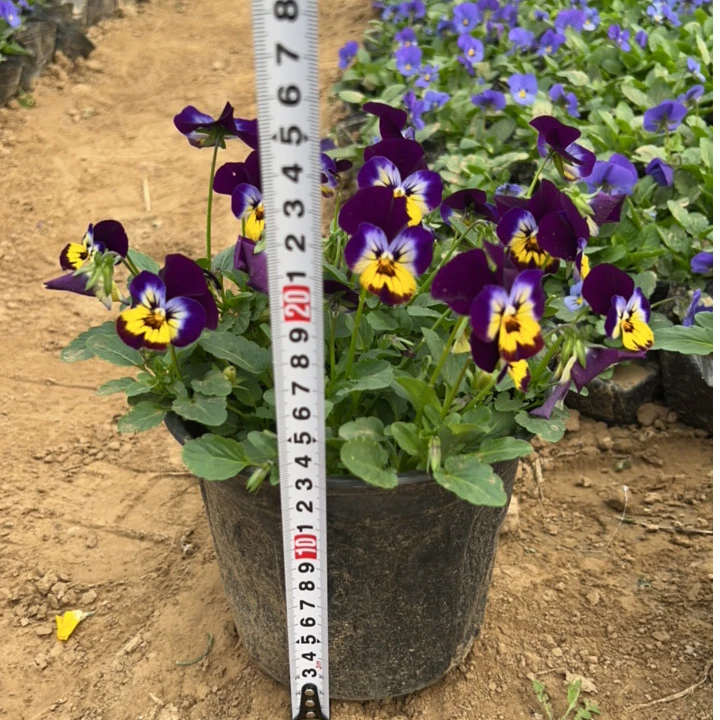 角堇多色浓香1加仑盆1棵包邮南北方皆可种植