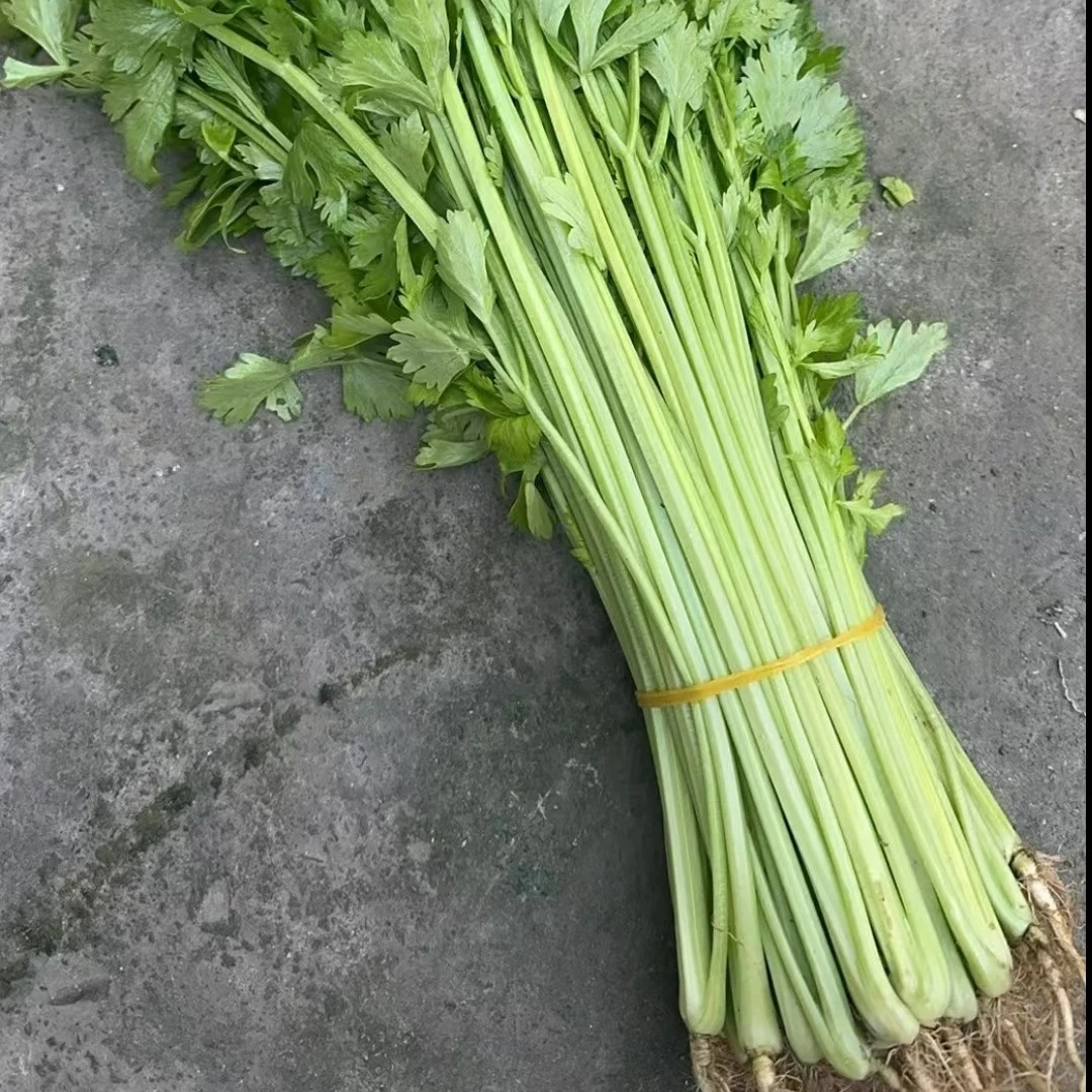 【香芹3斤】顺丰包邮小香芹新鲜蔬菜3斤装