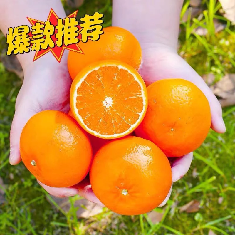 武沃甜【产地品牌】正宗武鸣沃柑出口装香甜水润多汁好吃