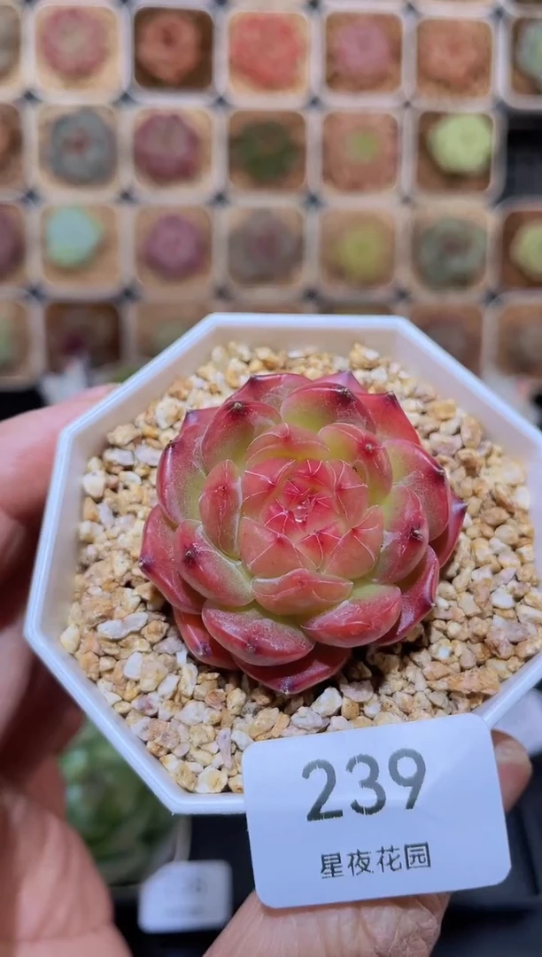 【闪购商品】239 管狐