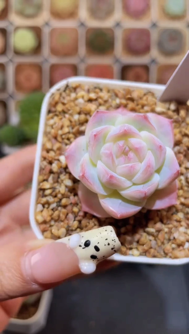 【闪购商品】131岚