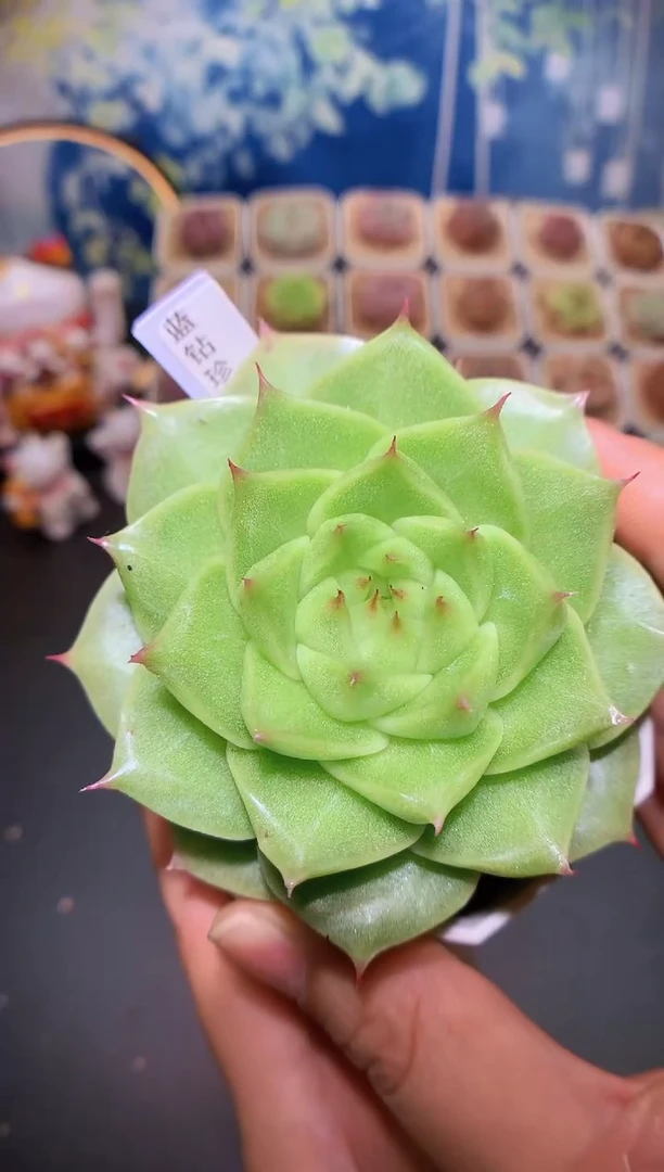 【闪购商品】蓝钻珍妮量拍