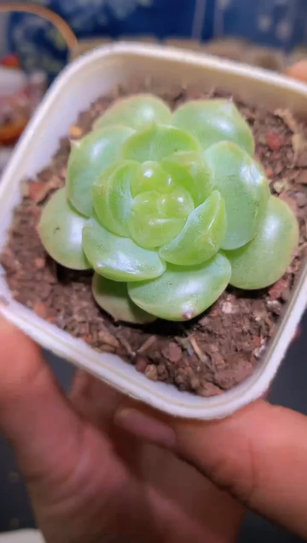 【闪购商品】276珍妮