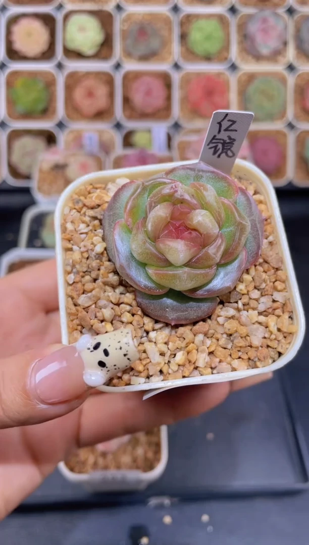 【闪购商品】228红镜