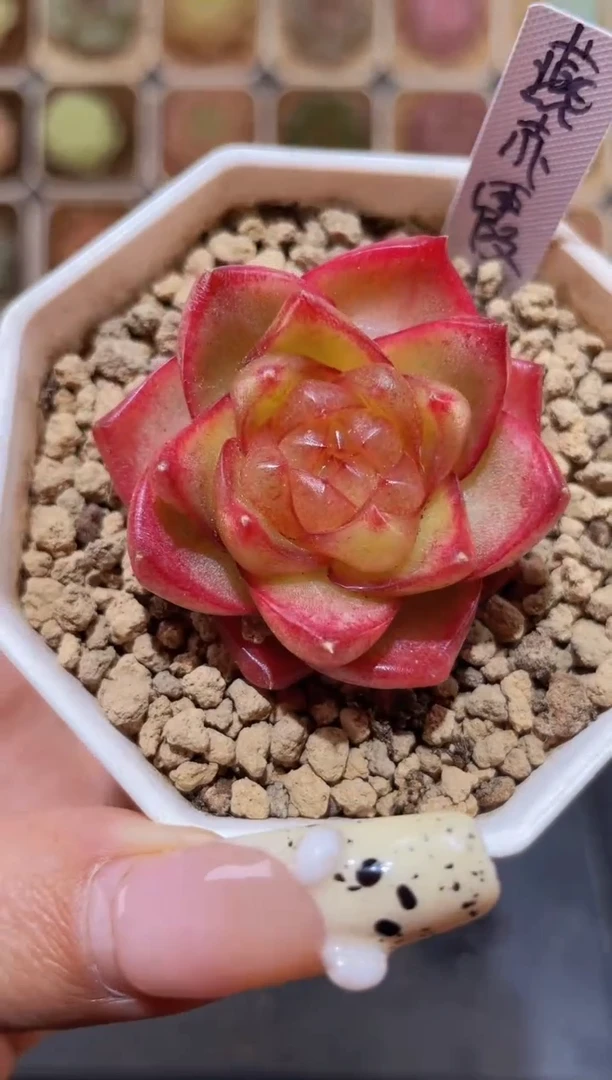 【闪购商品】073燕赤霞