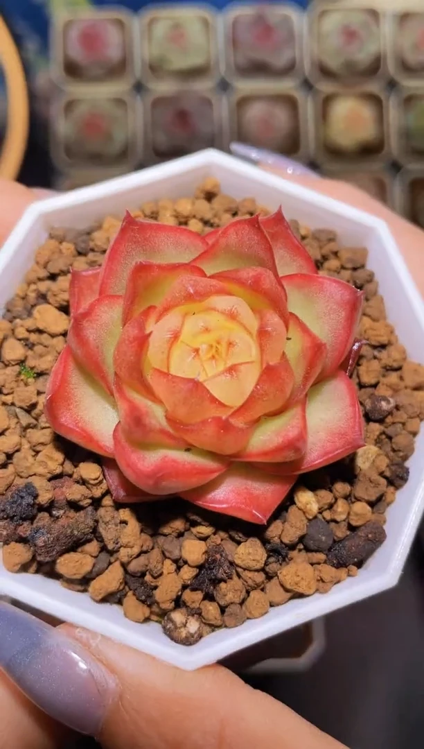 【闪购商品】134燕赤霞