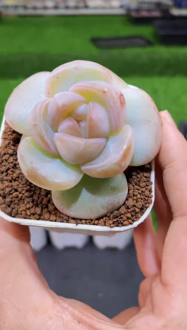 【闪购商品】192胖猪微瑕