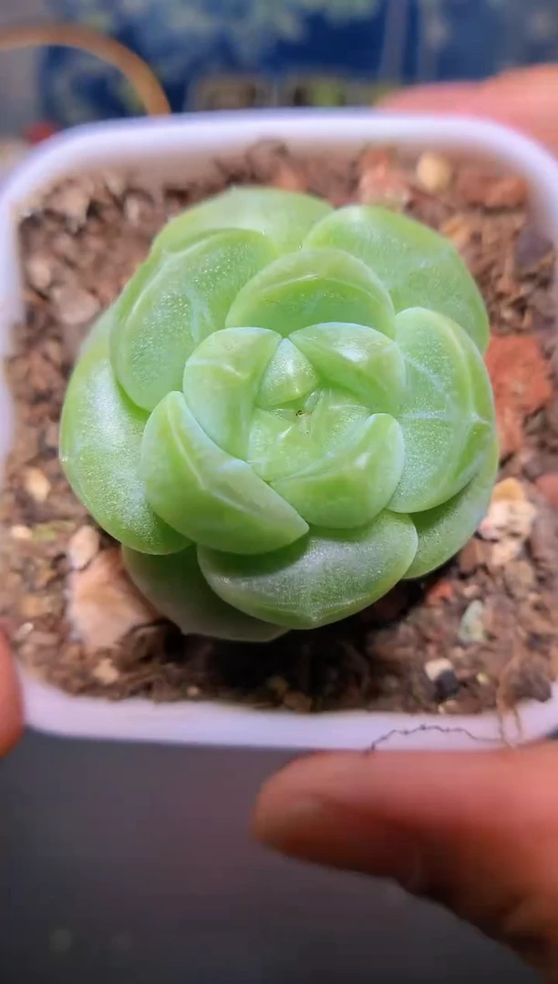 【闪购商品】053新系列绿