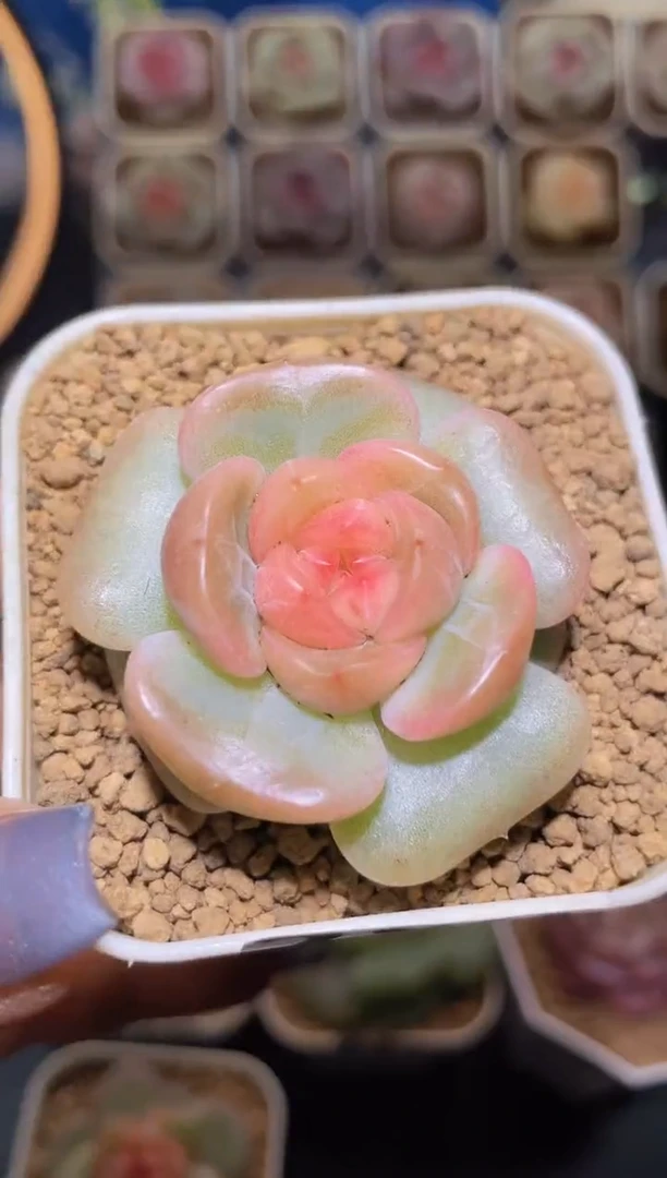 【闪购商品】280花朵超级灯