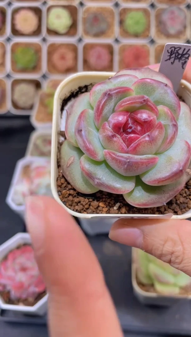 【闪购商品】野格239