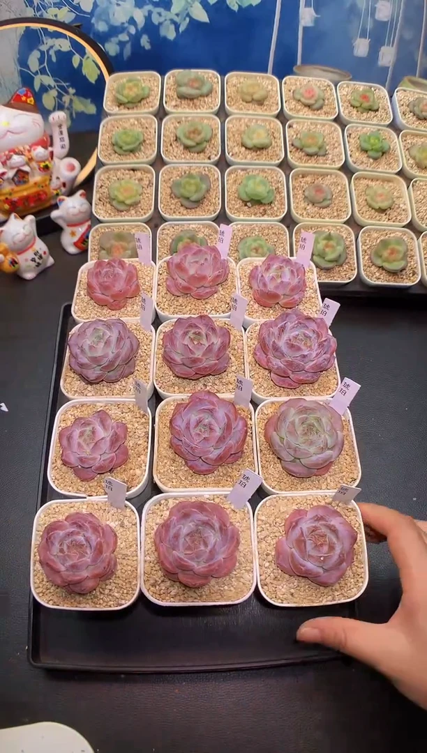 【闪购商品】琥珀量拍