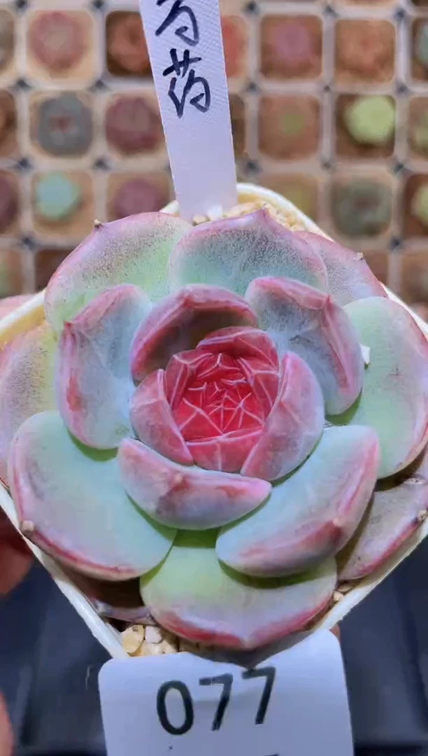 【闪购商品】077芍药