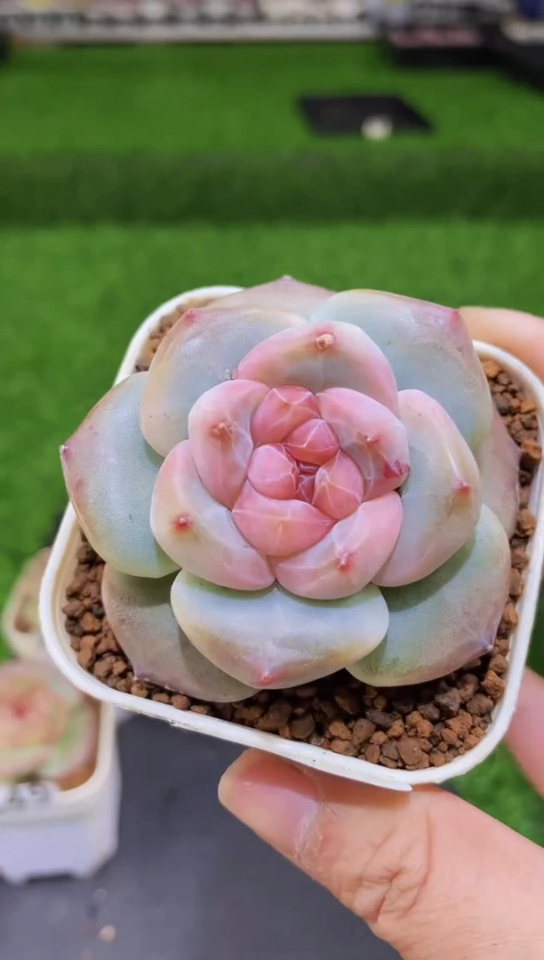 【闪购商品】150紫胖