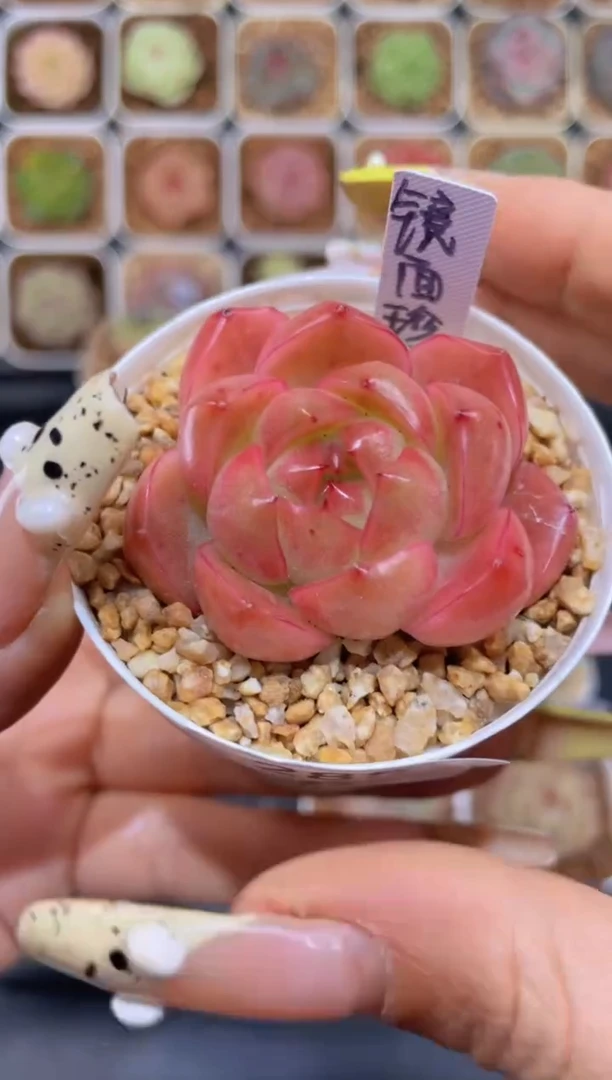 【闪购商品】285镜面珍妮