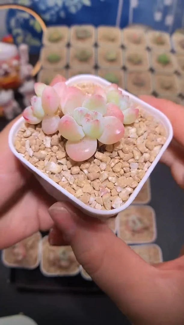 【闪购商品】双头冰玉量拍