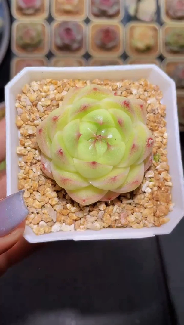 【闪购商品】309霓虹