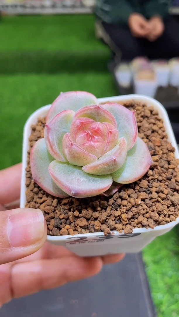 【闪购商品】239小灯