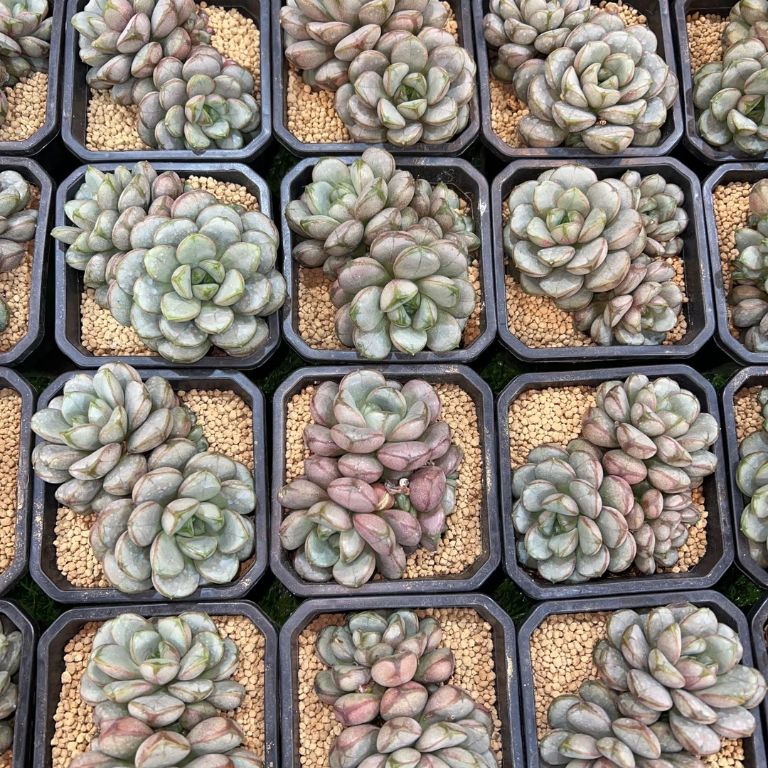 【直播链接】葡萄多肉量拍满18包邮(除新疆西藏)