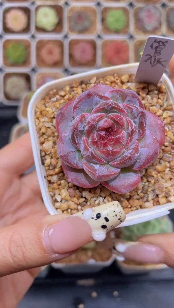 【闪购商品】102管狐