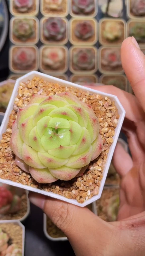【闪购商品】314霓虹