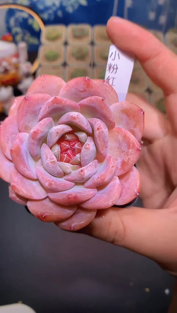【闪购商品】小粉红带盆土量拍