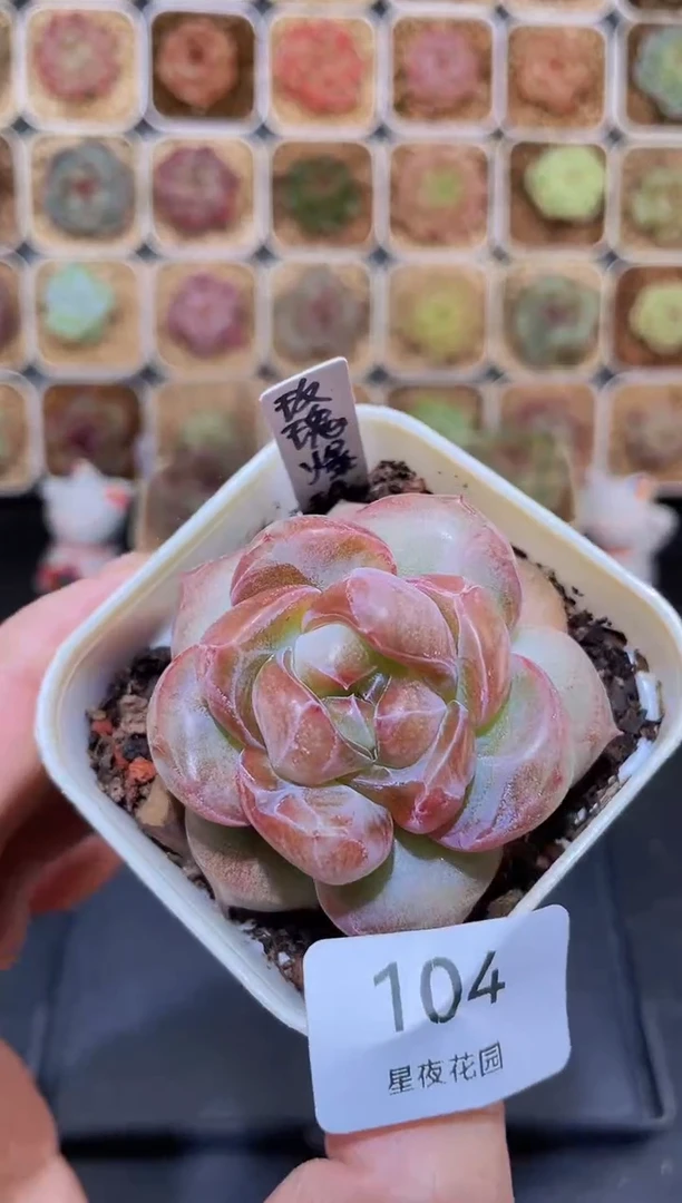 【闪购商品】104玫瑰爆珠