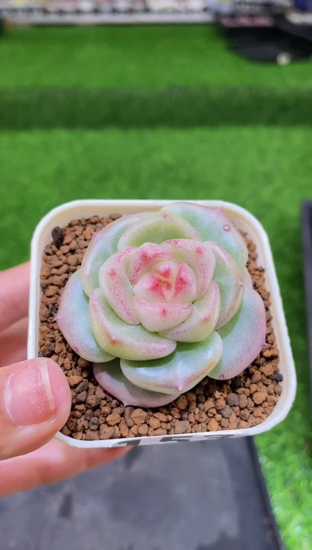【闪购商品】153八大门派