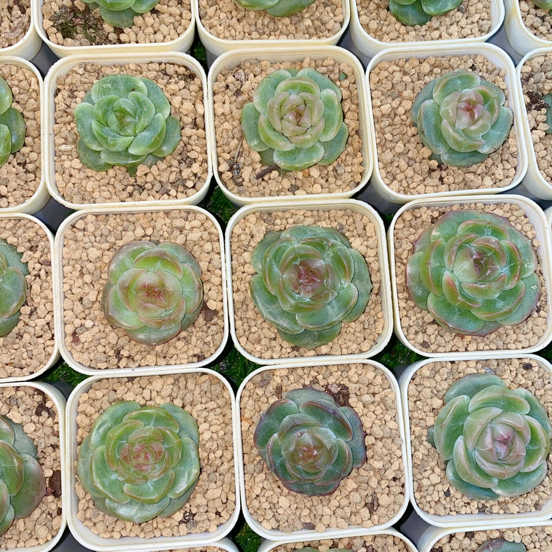 【直播链接】超级灯芯珍妮量拍满18包邮(除新疆西藏)