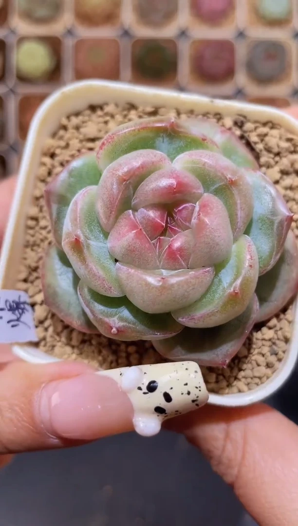 【闪购商品】222红茶爆珠