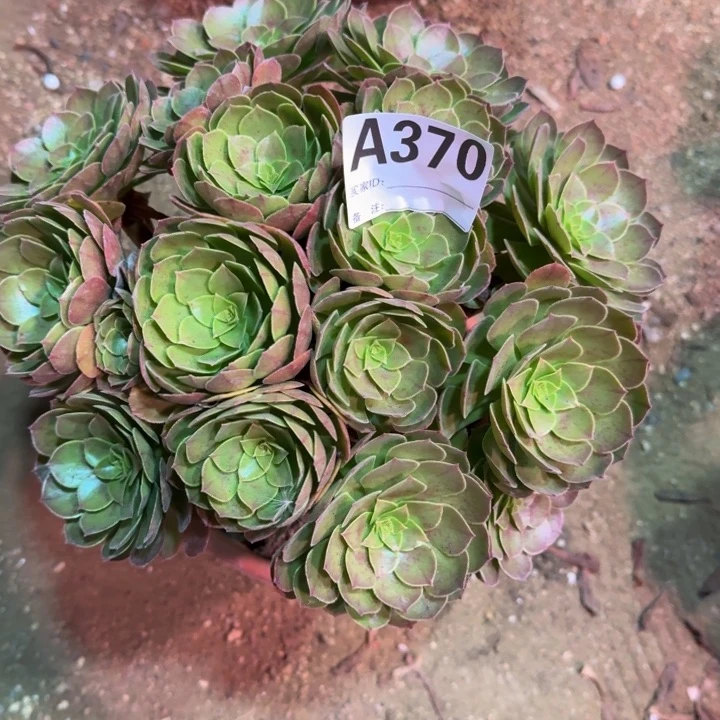 红陶20CM（含）-50CM（不含）含*草万圣节370