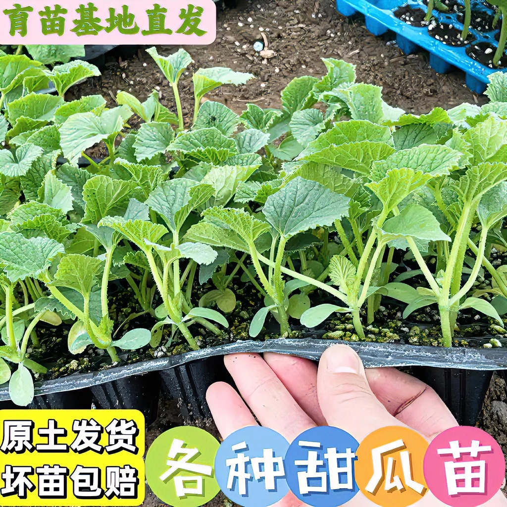 甜瓜苗种苗羊角蜜苗绿宝石甜瓜苗寿光甜瓜苗白玉甜瓜苗哈密瓜苗