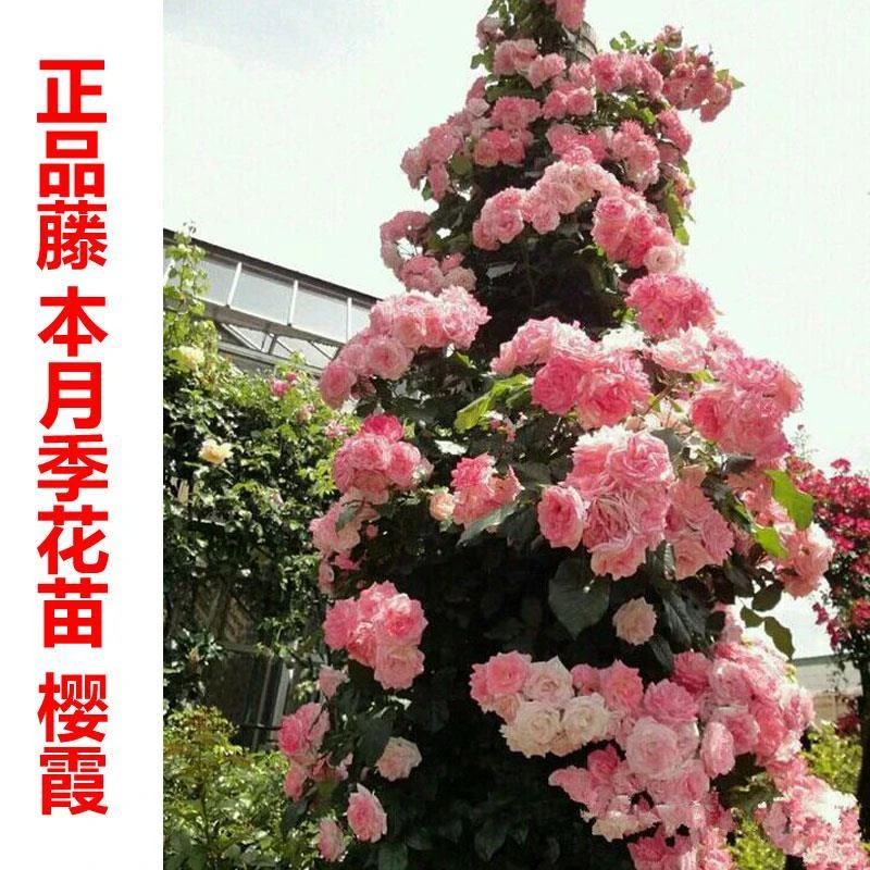 樱霞 四季丰花多头簇拥粉白变色 爬藤