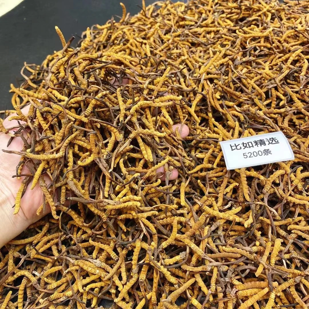 【飞飞精选】2600支/斤 西藏高原虫草 肥粗短草头 虫草菌香味浓郁